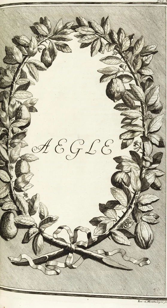 An illustration from Continvation der Nürnbergischen Hesperidvm, Oder: Fernere gründliche Beschreibung Der Edlen Citronat- Citronen- und Pomeranzen-Früchte: mit einem ausführlichen Bericht, wie solche am besten zu warten und zu erhalten seyn ; Worbei diejenigen Sorten, so theils zu Nürnberg gewachsen, theils von verschiedenen fremden Orten dahin gelanget, auf das accurateste in Kupffer gestochen und nachgezeichnet worden ; abermals in vier Theile eingetheilet, und mit gehörigen Anmerkungen erläutert, 1714, leaf 135