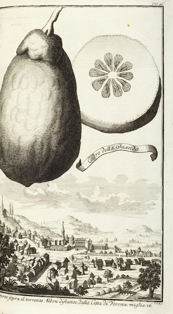 An illustration from Continvation der Nürnbergischen Hesperidvm, Oder: Fernere gründliche Beschreibung Der Edlen Citronat- Citronen- und Pomeranzen-Früchte: mit einem ausführlichen Bericht, wie solche am besten zu warten und zu erhalten seyn ; Worbei diejenigen Sorten, so theils zu Nürnberg gewachsen, theils von verschiedenen fremden Orten dahin gelanget, auf das accurateste in Kupffer gestochen und nachgezeichnet worden ; abermals in vier Theile eingetheilet, und mit gehörigen Anmerkungen erläutert, 1714, leaf 153