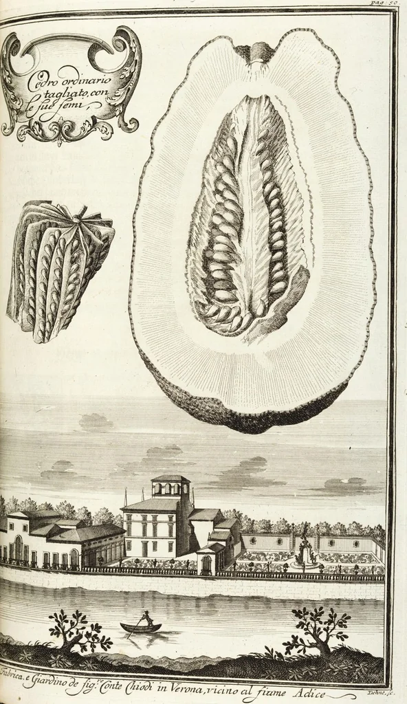 An illustration from Continvation der Nürnbergischen Hesperidvm, Oder: Fernere gründliche Beschreibung Der Edlen Citronat- Citronen- und Pomeranzen-Früchte: mit einem ausführlichen Bericht, wie solche am besten zu warten und zu erhalten seyn ; Worbei diejenigen Sorten, so theils zu Nürnberg gewachsen, theils von verschiedenen fremden Orten dahin gelanget, auf das accurateste in Kupffer gestochen und nachgezeichnet worden ; abermals in vier Theile eingetheilet, und mit gehörigen Anmerkungen erläutert, 1714, leaf 161