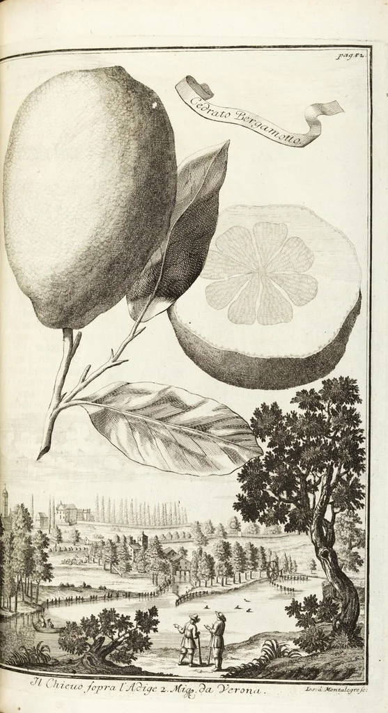 An illustration from Continvation der Nürnbergischen Hesperidvm, Oder: Fernere gründliche Beschreibung Der Edlen Citronat- Citronen- und Pomeranzen-Früchte: mit einem ausführlichen Bericht, wie solche am besten zu warten und zu erhalten seyn ; Worbei diejenigen Sorten, so theils zu Nürnberg gewachsen, theils von verschiedenen fremden Orten dahin gelanget, auf das accurateste in Kupffer gestochen und nachgezeichnet worden ; abermals in vier Theile eingetheilet, und mit gehörigen Anmerkungen erläutert, 1714, leaf 165