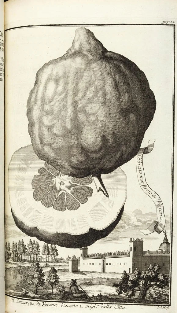 An illustration from Continvation der Nürnbergischen Hesperidvm, Oder: Fernere gründliche Beschreibung Der Edlen Citronat- Citronen- und Pomeranzen-Früchte: mit einem ausführlichen Bericht, wie solche am besten zu warten und zu erhalten seyn ; Worbei diejenigen Sorten, so theils zu Nürnberg gewachsen, theils von verschiedenen fremden Orten dahin gelanget, auf das accurateste in Kupffer gestochen und nachgezeichnet worden ; abermals in vier Theile eingetheilet, und mit gehörigen Anmerkungen erläutert, 1714, leaf 169