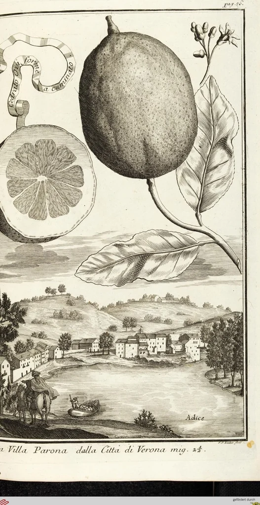 An illustration from Continvation der Nürnbergischen Hesperidvm, Oder: Fernere gründliche Beschreibung Der Edlen Citronat- Citronen- und Pomeranzen-Früchte: mit einem ausführlichen Bericht, wie solche am besten zu warten und zu erhalten seyn ; Worbei diejenigen Sorten, so theils zu Nürnberg gewachsen, theils von verschiedenen fremden Orten dahin gelanget, auf das accurateste in Kupffer gestochen und nachgezeichnet worden ; abermals in vier Theile eingetheilet, und mit gehörigen Anmerkungen erläutert, 1714, leaf 173