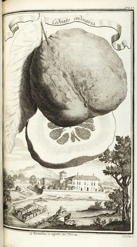 An illustration from Continvation der Nürnbergischen Hesperidvm, Oder: Fernere gründliche Beschreibung Der Edlen Citronat- Citronen- und Pomeranzen-Früchte: mit einem ausführlichen Bericht, wie solche am besten zu warten und zu erhalten seyn ; Worbei diejenigen Sorten, so theils zu Nürnberg gewachsen, theils von verschiedenen fremden Orten dahin gelanget, auf das accurateste in Kupffer gestochen und nachgezeichnet worden ; abermals in vier Theile eingetheilet, und mit gehörigen Anmerkungen erläutert, 1714, leaf 175