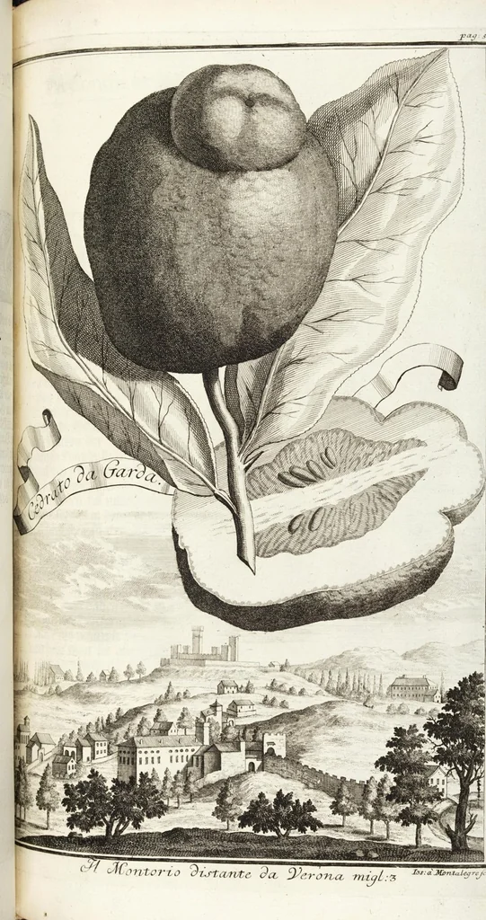 An illustration from Continvation der Nürnbergischen Hesperidvm, Oder: Fernere gründliche Beschreibung Der Edlen Citronat- Citronen- und Pomeranzen-Früchte: mit einem ausführlichen Bericht, wie solche am besten zu warten und zu erhalten seyn ; Worbei diejenigen Sorten, so theils zu Nürnberg gewachsen, theils von verschiedenen fremden Orten dahin gelanget, auf das accurateste in Kupffer gestochen und nachgezeichnet worden ; abermals in vier Theile eingetheilet, und mit gehörigen Anmerkungen erläutert, 1714, leaf 179
