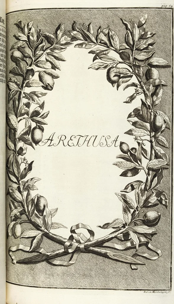 An illustration from Continvation der Nürnbergischen Hesperidvm, Oder: Fernere gründliche Beschreibung Der Edlen Citronat- Citronen- und Pomeranzen-Früchte: mit einem ausführlichen Bericht, wie solche am besten zu warten und zu erhalten seyn ; Worbei diejenigen Sorten, so theils zu Nürnberg gewachsen, theils von verschiedenen fremden Orten dahin gelanget, auf das accurateste in Kupffer gestochen und nachgezeichnet worden ; abermals in vier Theile eingetheilet, und mit gehörigen Anmerkungen erläutert, 1714, leaf 189