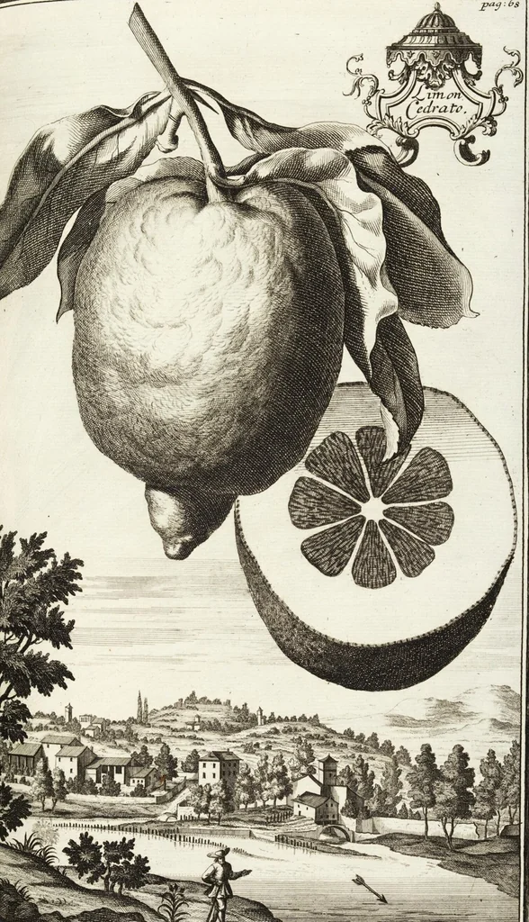 An illustration from Continvation der Nürnbergischen Hesperidvm, Oder: Fernere gründliche Beschreibung Der Edlen Citronat- Citronen- und Pomeranzen-Früchte: mit einem ausführlichen Bericht, wie solche am besten zu warten und zu erhalten seyn ; Worbei diejenigen Sorten, so theils zu Nürnberg gewachsen, theils von verschiedenen fremden Orten dahin gelanget, auf das accurateste in Kupffer gestochen und nachgezeichnet worden ; abermals in vier Theile eingetheilet, und mit gehörigen Anmerkungen erläutert, 1714, leaf 197