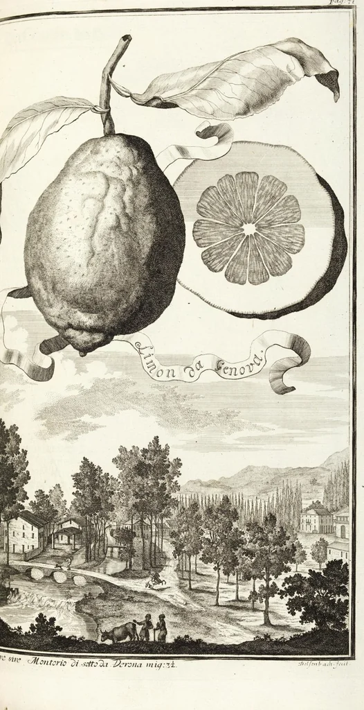 An illustration from Continvation der Nürnbergischen Hesperidvm, Oder: Fernere gründliche Beschreibung Der Edlen Citronat- Citronen- und Pomeranzen-Früchte: mit einem ausführlichen Bericht, wie solche am besten zu warten und zu erhalten seyn ; Worbei diejenigen Sorten, so theils zu Nürnberg gewachsen, theils von verschiedenen fremden Orten dahin gelanget, auf das accurateste in Kupffer gestochen und nachgezeichnet worden ; abermals in vier Theile eingetheilet, und mit gehörigen Anmerkungen erläutert, 1714, leaf 203
