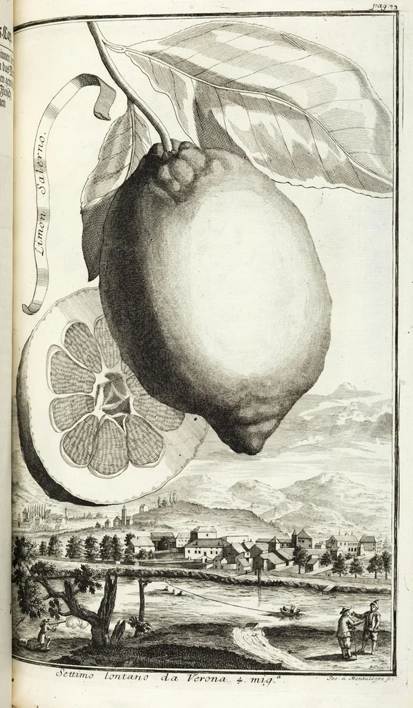 An illustration from Continvation der Nürnbergischen Hesperidvm, Oder: Fernere gründliche Beschreibung Der Edlen Citronat- Citronen- und Pomeranzen-Früchte: mit einem ausführlichen Bericht, wie solche am besten zu warten und zu erhalten seyn ; Worbei diejenigen Sorten, so theils zu Nürnberg gewachsen, theils von verschiedenen fremden Orten dahin gelanget, auf das accurateste in Kupffer gestochen und nachgezeichnet worden ; abermals in vier Theile eingetheilet, und mit gehörigen Anmerkungen erläutert, 1714, leaf 207
