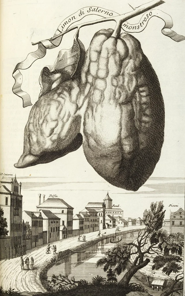 An illustration from Continvation der Nürnbergischen Hesperidvm, Oder: Fernere gründliche Beschreibung Der Edlen Citronat- Citronen- und Pomeranzen-Früchte: mit einem ausführlichen Bericht, wie solche am besten zu warten und zu erhalten seyn ; Worbei diejenigen Sorten, so theils zu Nürnberg gewachsen, theils von verschiedenen fremden Orten dahin gelanget, auf das accurateste in Kupffer gestochen und nachgezeichnet worden ; abermals in vier Theile eingetheilet, und mit gehörigen Anmerkungen erläutert, 1714, leaf 209