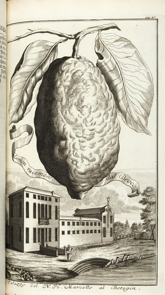 An illustration from Continvation der Nürnbergischen Hesperidvm, Oder: Fernere gründliche Beschreibung Der Edlen Citronat- Citronen- und Pomeranzen-Früchte: mit einem ausführlichen Bericht, wie solche am besten zu warten und zu erhalten seyn ; Worbei diejenigen Sorten, so theils zu Nürnberg gewachsen, theils von verschiedenen fremden Orten dahin gelanget, auf das accurateste in Kupffer gestochen und nachgezeichnet worden ; abermals in vier Theile eingetheilet, und mit gehörigen Anmerkungen erläutert, 1714, leaf 213