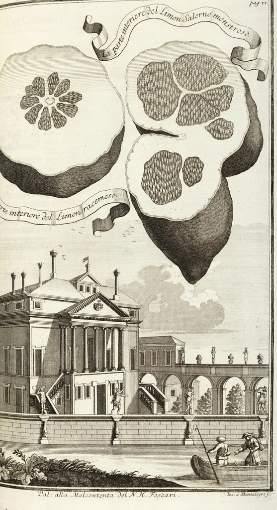 An illustration from Continvation der Nürnbergischen Hesperidvm, Oder: Fernere gründliche Beschreibung Der Edlen Citronat- Citronen- und Pomeranzen-Früchte: mit einem ausführlichen Bericht, wie solche am besten zu warten und zu erhalten seyn ; Worbei diejenigen Sorten, so theils zu Nürnberg gewachsen, theils von verschiedenen fremden Orten dahin gelanget, auf das accurateste in Kupffer gestochen und nachgezeichnet worden ; abermals in vier Theile eingetheilet, und mit gehörigen Anmerkungen erläutert, 1714, leaf 215