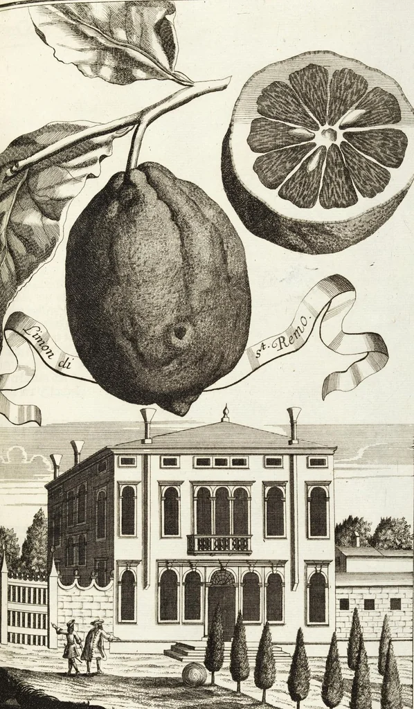 An illustration from Continvation der Nürnbergischen Hesperidvm, Oder: Fernere gründliche Beschreibung Der Edlen Citronat- Citronen- und Pomeranzen-Früchte: mit einem ausführlichen Bericht, wie solche am besten zu warten und zu erhalten seyn ; Worbei diejenigen Sorten, so theils zu Nürnberg gewachsen, theils von verschiedenen fremden Orten dahin gelanget, auf das accurateste in Kupffer gestochen und nachgezeichnet worden ; abermals in vier Theile eingetheilet, und mit gehörigen Anmerkungen erläutert, 1714, leaf 219