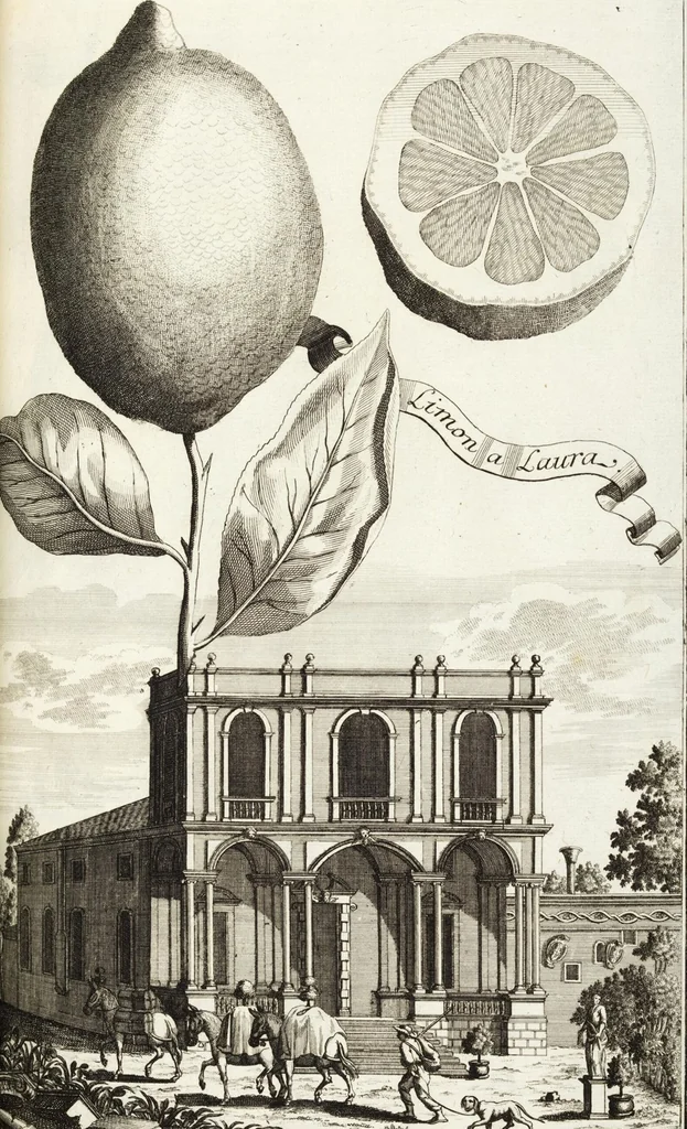 An illustration from Continvation der Nürnbergischen Hesperidvm, Oder: Fernere gründliche Beschreibung Der Edlen Citronat- Citronen- und Pomeranzen-Früchte: mit einem ausführlichen Bericht, wie solche am besten zu warten und zu erhalten seyn ; Worbei diejenigen Sorten, so theils zu Nürnberg gewachsen, theils von verschiedenen fremden Orten dahin gelanget, auf das accurateste in Kupffer gestochen und nachgezeichnet worden ; abermals in vier Theile eingetheilet, und mit gehörigen Anmerkungen erläutert, 1714, leaf 223