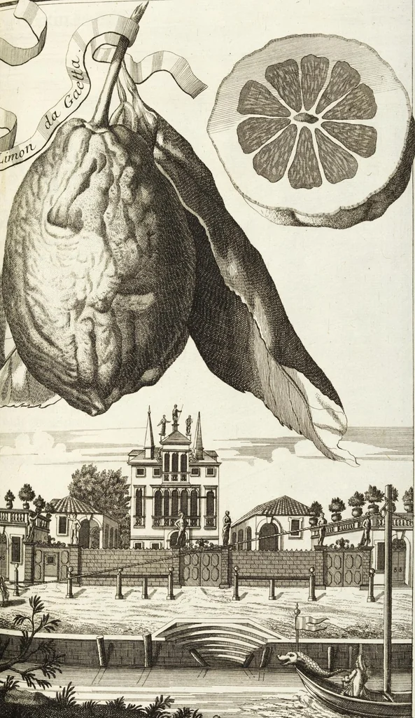An illustration from Continvation der Nürnbergischen Hesperidvm, Oder: Fernere gründliche Beschreibung Der Edlen Citronat- Citronen- und Pomeranzen-Früchte: mit einem ausführlichen Bericht, wie solche am besten zu warten und zu erhalten seyn ; Worbei diejenigen Sorten, so theils zu Nürnberg gewachsen, theils von verschiedenen fremden Orten dahin gelanget, auf das accurateste in Kupffer gestochen und nachgezeichnet worden ; abermals in vier Theile eingetheilet, und mit gehörigen Anmerkungen erläutert, 1714, leaf 225