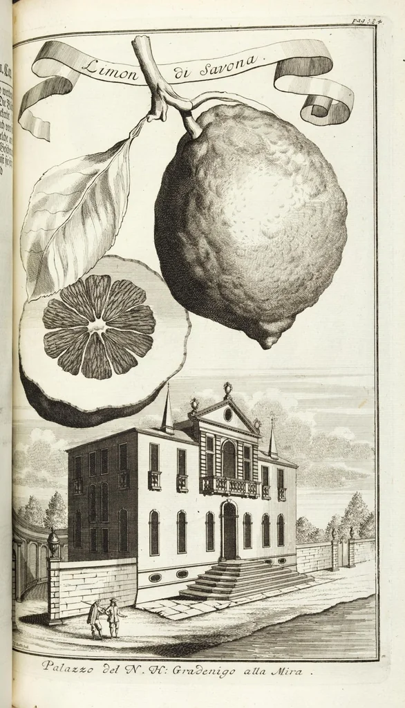 An illustration from Continvation der Nürnbergischen Hesperidvm, Oder: Fernere gründliche Beschreibung Der Edlen Citronat- Citronen- und Pomeranzen-Früchte: mit einem ausführlichen Bericht, wie solche am besten zu warten und zu erhalten seyn ; Worbei diejenigen Sorten, so theils zu Nürnberg gewachsen, theils von verschiedenen fremden Orten dahin gelanget, auf das accurateste in Kupffer gestochen und nachgezeichnet worden ; abermals in vier Theile eingetheilet, und mit gehörigen Anmerkungen erläutert, 1714, leaf 229
