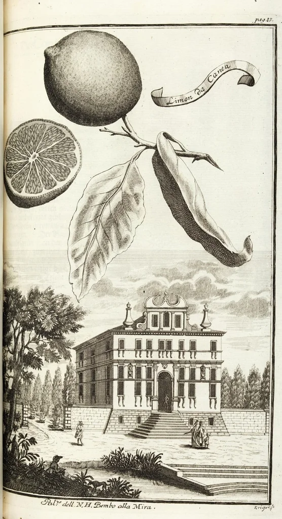An illustration from Continvation der Nürnbergischen Hesperidvm, Oder: Fernere gründliche Beschreibung Der Edlen Citronat- Citronen- und Pomeranzen-Früchte: mit einem ausführlichen Bericht, wie solche am besten zu warten und zu erhalten seyn ; Worbei diejenigen Sorten, so theils zu Nürnberg gewachsen, theils von verschiedenen fremden Orten dahin gelanget, auf das accurateste in Kupffer gestochen und nachgezeichnet worden ; abermals in vier Theile eingetheilet, und mit gehörigen Anmerkungen erläutert, 1714, leaf 231