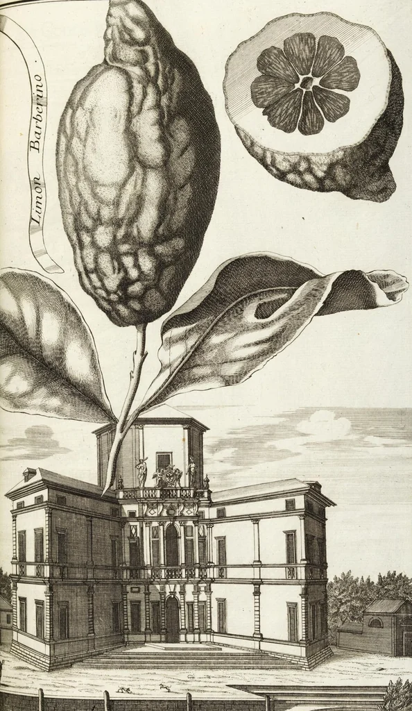 An illustration from Continvation der Nürnbergischen Hesperidvm, Oder: Fernere gründliche Beschreibung Der Edlen Citronat- Citronen- und Pomeranzen-Früchte: mit einem ausführlichen Bericht, wie solche am besten zu warten und zu erhalten seyn ; Worbei diejenigen Sorten, so theils zu Nürnberg gewachsen, theils von verschiedenen fremden Orten dahin gelanget, auf das accurateste in Kupffer gestochen und nachgezeichnet worden ; abermals in vier Theile eingetheilet, und mit gehörigen Anmerkungen erläutert, 1714, leaf 235