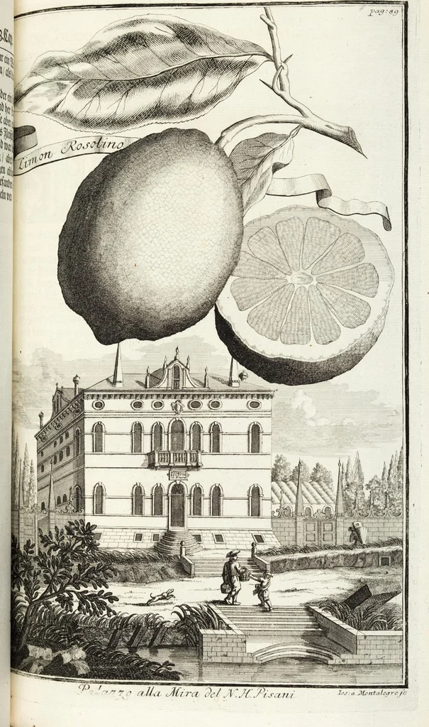 An illustration from Continvation der Nürnbergischen Hesperidvm, Oder: Fernere gründliche Beschreibung Der Edlen Citronat- Citronen- und Pomeranzen-Früchte: mit einem ausführlichen Bericht, wie solche am besten zu warten und zu erhalten seyn ; Worbei diejenigen Sorten, so theils zu Nürnberg gewachsen, theils von verschiedenen fremden Orten dahin gelanget, auf das accurateste in Kupffer gestochen und nachgezeichnet worden ; abermals in vier Theile eingetheilet, und mit gehörigen Anmerkungen erläutert, 1714, leaf 239