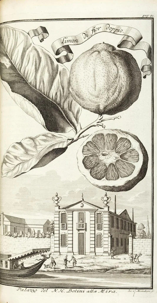 An illustration from Continvation der Nürnbergischen Hesperidvm, Oder: Fernere gründliche Beschreibung Der Edlen Citronat- Citronen- und Pomeranzen-Früchte: mit einem ausführlichen Bericht, wie solche am besten zu warten und zu erhalten seyn ; Worbei diejenigen Sorten, so theils zu Nürnberg gewachsen, theils von verschiedenen fremden Orten dahin gelanget, auf das accurateste in Kupffer gestochen und nachgezeichnet worden ; abermals in vier Theile eingetheilet, und mit gehörigen Anmerkungen erläutert, 1714, leaf 243