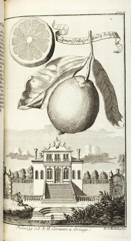 An illustration from Continvation der Nürnbergischen Hesperidvm, Oder: Fernere gründliche Beschreibung Der Edlen Citronat- Citronen- und Pomeranzen-Früchte: mit einem ausführlichen Bericht, wie solche am besten zu warten und zu erhalten seyn ; Worbei diejenigen Sorten, so theils zu Nürnberg gewachsen, theils von verschiedenen fremden Orten dahin gelanget, auf das accurateste in Kupffer gestochen und nachgezeichnet worden ; abermals in vier Theile eingetheilet, und mit gehörigen Anmerkungen erläutert, 1714, leaf 247