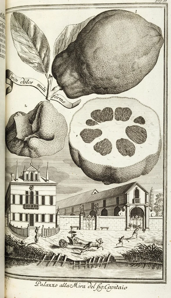 An illustration from Continvation der Nürnbergischen Hesperidvm, Oder: Fernere gründliche Beschreibung Der Edlen Citronat- Citronen- und Pomeranzen-Früchte: mit einem ausführlichen Bericht, wie solche am besten zu warten und zu erhalten seyn ; Worbei diejenigen Sorten, so theils zu Nürnberg gewachsen, theils von verschiedenen fremden Orten dahin gelanget, auf das accurateste in Kupffer gestochen und nachgezeichnet worden ; abermals in vier Theile eingetheilet, und mit gehörigen Anmerkungen erläutert, 1714, leaf 251