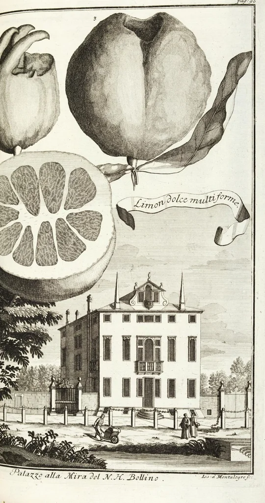 An illustration from Continvation der Nürnbergischen Hesperidvm, Oder: Fernere gründliche Beschreibung Der Edlen Citronat- Citronen- und Pomeranzen-Früchte: mit einem ausführlichen Bericht, wie solche am besten zu warten und zu erhalten seyn ; Worbei diejenigen Sorten, so theils zu Nürnberg gewachsen, theils von verschiedenen fremden Orten dahin gelanget, auf das accurateste in Kupffer gestochen und nachgezeichnet worden ; abermals in vier Theile eingetheilet, und mit gehörigen Anmerkungen erläutert, 1714, leaf 253
