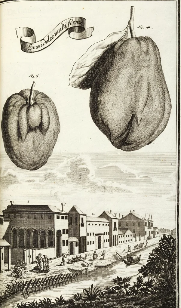 An illustration from Continvation der Nürnbergischen Hesperidvm, Oder: Fernere gründliche Beschreibung Der Edlen Citronat- Citronen- und Pomeranzen-Früchte: mit einem ausführlichen Bericht, wie solche am besten zu warten und zu erhalten seyn ; Worbei diejenigen Sorten, so theils zu Nürnberg gewachsen, theils von verschiedenen fremden Orten dahin gelanget, auf das accurateste in Kupffer gestochen und nachgezeichnet worden ; abermals in vier Theile eingetheilet, und mit gehörigen Anmerkungen erläutert, 1714, leaf 255