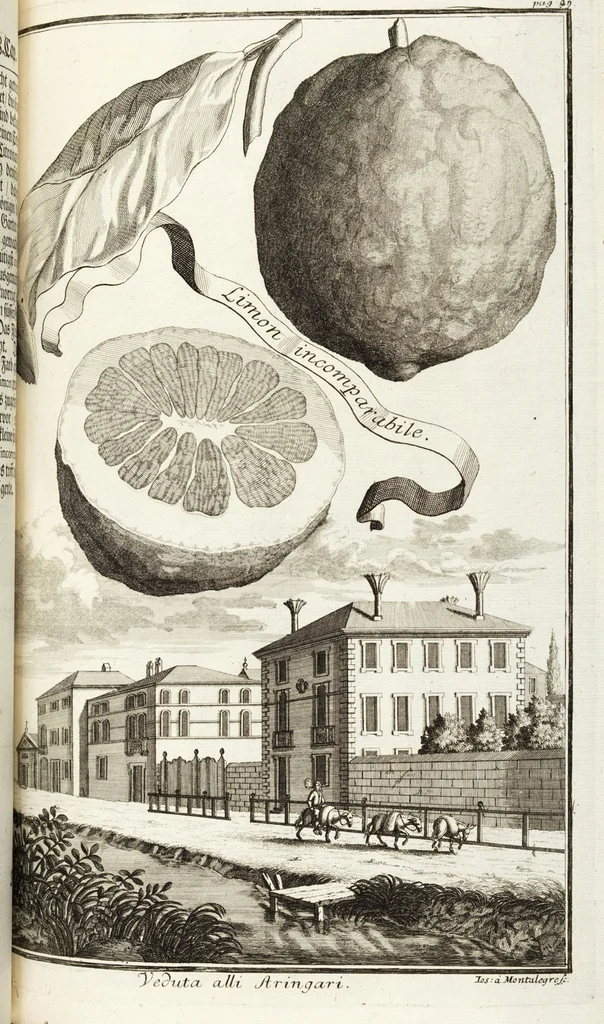 An illustration from Continvation der Nürnbergischen Hesperidvm, Oder: Fernere gründliche Beschreibung Der Edlen Citronat- Citronen- und Pomeranzen-Früchte: mit einem ausführlichen Bericht, wie solche am besten zu warten und zu erhalten seyn ; Worbei diejenigen Sorten, so theils zu Nürnberg gewachsen, theils von verschiedenen fremden Orten dahin gelanget, auf das accurateste in Kupffer gestochen und nachgezeichnet worden ; abermals in vier Theile eingetheilet, und mit gehörigen Anmerkungen erläutert, 1714, leaf 259