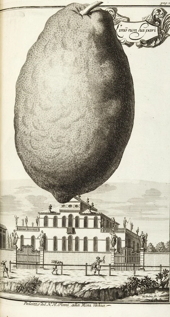 An illustration from Continvation der Nürnbergischen Hesperidvm, Oder: Fernere gründliche Beschreibung Der Edlen Citronat- Citronen- und Pomeranzen-Früchte: mit einem ausführlichen Bericht, wie solche am besten zu warten und zu erhalten seyn ; Worbei diejenigen Sorten, so theils zu Nürnberg gewachsen, theils von verschiedenen fremden Orten dahin gelanget, auf das accurateste in Kupffer gestochen und nachgezeichnet worden ; abermals in vier Theile eingetheilet, und mit gehörigen Anmerkungen erläutert, 1714, leaf 261