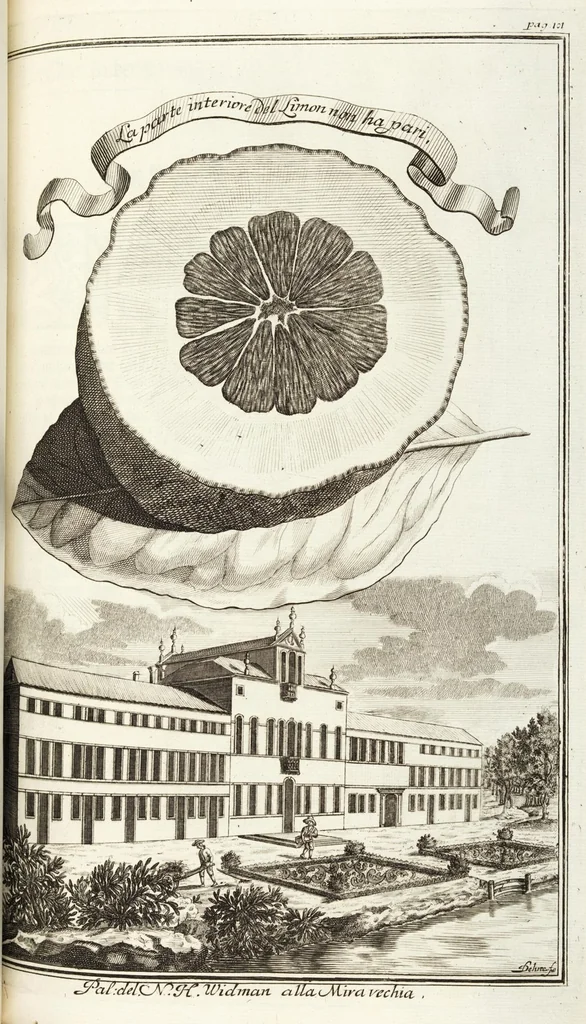 An illustration from Continvation der Nürnbergischen Hesperidvm, Oder: Fernere gründliche Beschreibung Der Edlen Citronat- Citronen- und Pomeranzen-Früchte: mit einem ausführlichen Bericht, wie solche am besten zu warten und zu erhalten seyn ; Worbei diejenigen Sorten, so theils zu Nürnberg gewachsen, theils von verschiedenen fremden Orten dahin gelanget, auf das accurateste in Kupffer gestochen und nachgezeichnet worden ; abermals in vier Theile eingetheilet, und mit gehörigen Anmerkungen erläutert, 1714, leaf 263