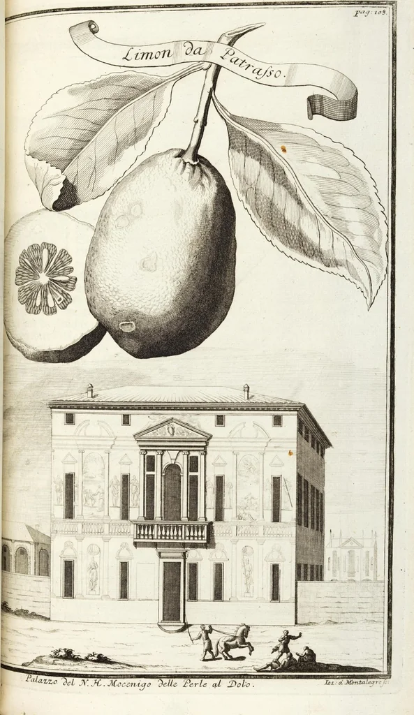 An illustration from Continvation der Nürnbergischen Hesperidvm, Oder: Fernere gründliche Beschreibung Der Edlen Citronat- Citronen- und Pomeranzen-Früchte: mit einem ausführlichen Bericht, wie solche am besten zu warten und zu erhalten seyn ; Worbei diejenigen Sorten, so theils zu Nürnberg gewachsen, theils von verschiedenen fremden Orten dahin gelanget, auf das accurateste in Kupffer gestochen und nachgezeichnet worden ; abermals in vier Theile eingetheilet, und mit gehörigen Anmerkungen erläutert, 1714, leaf 267