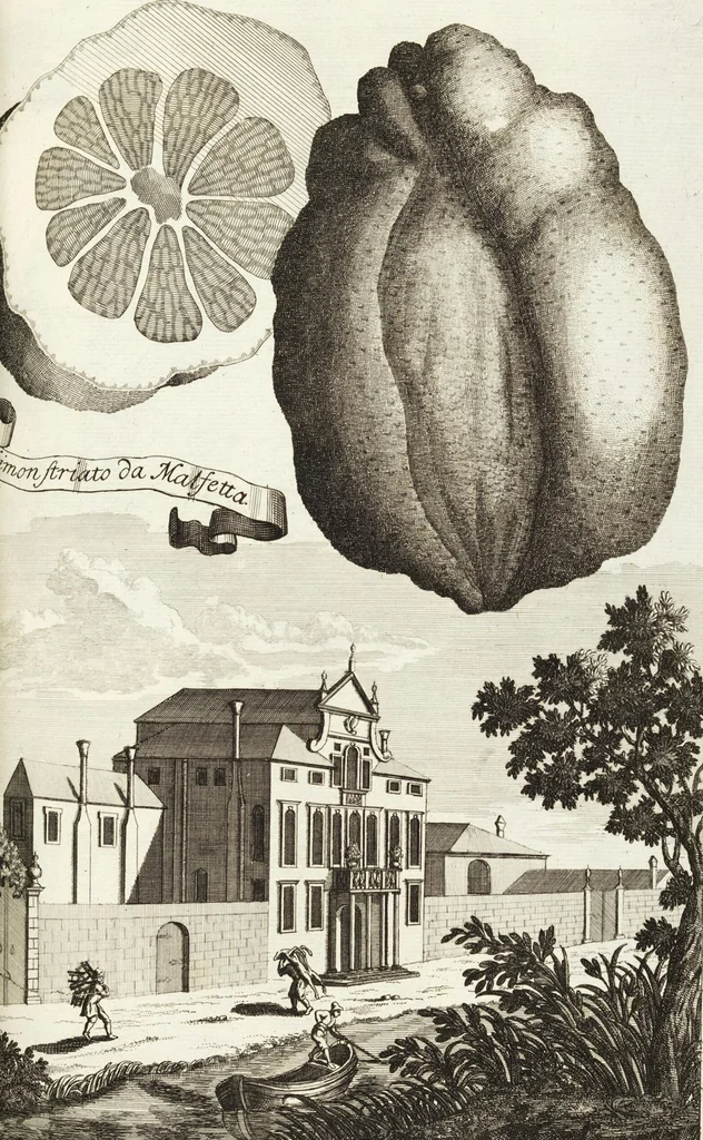 An illustration from Continvation der Nürnbergischen Hesperidvm, Oder: Fernere gründliche Beschreibung Der Edlen Citronat- Citronen- und Pomeranzen-Früchte: mit einem ausführlichen Bericht, wie solche am besten zu warten und zu erhalten seyn ; Worbei diejenigen Sorten, so theils zu Nürnberg gewachsen, theils von verschiedenen fremden Orten dahin gelanget, auf das accurateste in Kupffer gestochen und nachgezeichnet worden ; abermals in vier Theile eingetheilet, und mit gehörigen Anmerkungen erläutert, 1714, leaf 271
