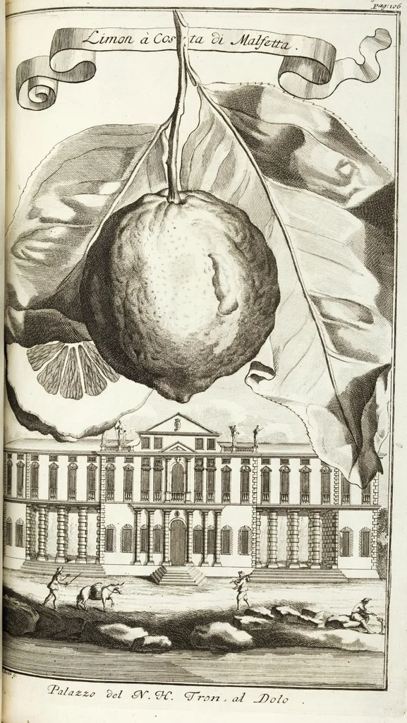 An illustration from Continvation der Nürnbergischen Hesperidvm, Oder: Fernere gründliche Beschreibung Der Edlen Citronat- Citronen- und Pomeranzen-Früchte: mit einem ausführlichen Bericht, wie solche am besten zu warten und zu erhalten seyn ; Worbei diejenigen Sorten, so theils zu Nürnberg gewachsen, theils von verschiedenen fremden Orten dahin gelanget, auf das accurateste in Kupffer gestochen und nachgezeichnet worden ; abermals in vier Theile eingetheilet, und mit gehörigen Anmerkungen erläutert, 1714, leaf 273