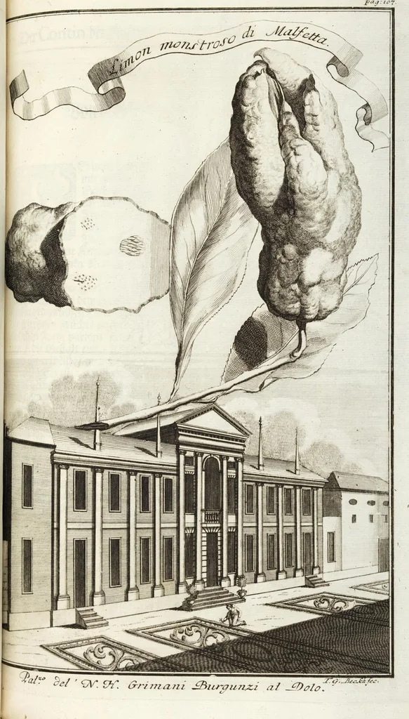 An illustration from Continvation der Nürnbergischen Hesperidvm, Oder: Fernere gründliche Beschreibung Der Edlen Citronat- Citronen- und Pomeranzen-Früchte: mit einem ausführlichen Bericht, wie solche am besten zu warten und zu erhalten seyn ; Worbei diejenigen Sorten, so theils zu Nürnberg gewachsen, theils von verschiedenen fremden Orten dahin gelanget, auf das accurateste in Kupffer gestochen und nachgezeichnet worden ; abermals in vier Theile eingetheilet, und mit gehörigen Anmerkungen erläutert, 1714, leaf 275