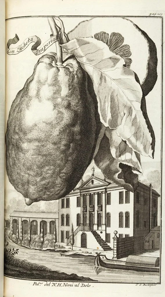 An illustration from Continvation der Nürnbergischen Hesperidvm, Oder: Fernere gründliche Beschreibung Der Edlen Citronat- Citronen- und Pomeranzen-Früchte: mit einem ausführlichen Bericht, wie solche am besten zu warten und zu erhalten seyn ; Worbei diejenigen Sorten, so theils zu Nürnberg gewachsen, theils von verschiedenen fremden Orten dahin gelanget, auf das accurateste in Kupffer gestochen und nachgezeichnet worden ; abermals in vier Theile eingetheilet, und mit gehörigen Anmerkungen erläutert, 1714, leaf 279