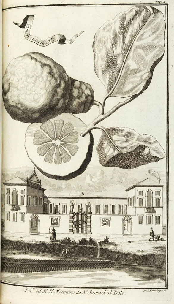An illustration from Continvation der Nürnbergischen Hesperidvm, Oder: Fernere gründliche Beschreibung Der Edlen Citronat- Citronen- und Pomeranzen-Früchte: mit einem ausführlichen Bericht, wie solche am besten zu warten und zu erhalten seyn ; Worbei diejenigen Sorten, so theils zu Nürnberg gewachsen, theils von verschiedenen fremden Orten dahin gelanget, auf das accurateste in Kupffer gestochen und nachgezeichnet worden ; abermals in vier Theile eingetheilet, und mit gehörigen Anmerkungen erläutert, 1714, leaf 283