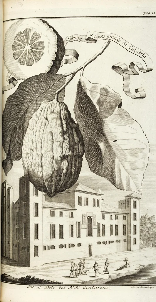 An illustration from Continvation der Nürnbergischen Hesperidvm, Oder: Fernere gründliche Beschreibung Der Edlen Citronat- Citronen- und Pomeranzen-Früchte: mit einem ausführlichen Bericht, wie solche am besten zu warten und zu erhalten seyn ; Worbei diejenigen Sorten, so theils zu Nürnberg gewachsen, theils von verschiedenen fremden Orten dahin gelanget, auf das accurateste in Kupffer gestochen und nachgezeichnet worden ; abermals in vier Theile eingetheilet, und mit gehörigen Anmerkungen erläutert, 1714, leaf 285