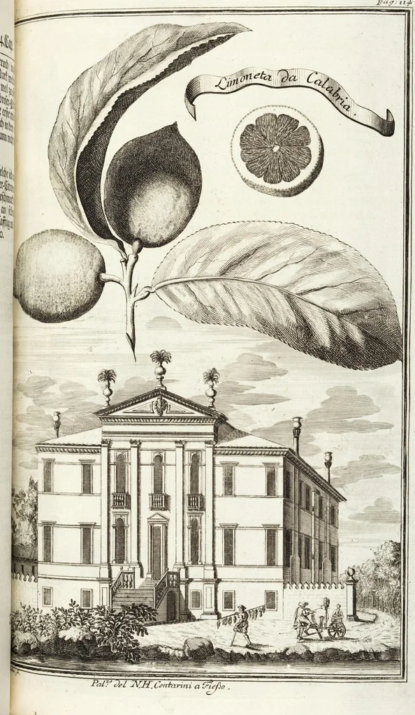 An illustration from Continvation der Nürnbergischen Hesperidvm, Oder: Fernere gründliche Beschreibung Der Edlen Citronat- Citronen- und Pomeranzen-Früchte: mit einem ausführlichen Bericht, wie solche am besten zu warten und zu erhalten seyn ; Worbei diejenigen Sorten, so theils zu Nürnberg gewachsen, theils von verschiedenen fremden Orten dahin gelanget, auf das accurateste in Kupffer gestochen und nachgezeichnet worden ; abermals in vier Theile eingetheilet, und mit gehörigen Anmerkungen erläutert, 1714, leaf 289