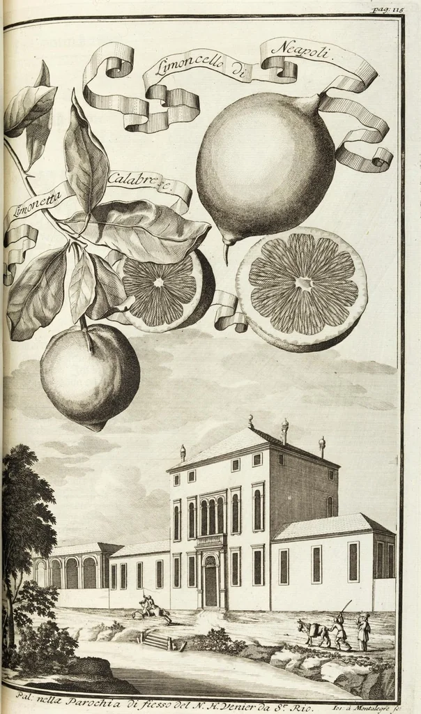 An illustration from Continvation der Nürnbergischen Hesperidvm, Oder: Fernere gründliche Beschreibung Der Edlen Citronat- Citronen- und Pomeranzen-Früchte: mit einem ausführlichen Bericht, wie solche am besten zu warten und zu erhalten seyn ; Worbei diejenigen Sorten, so theils zu Nürnberg gewachsen, theils von verschiedenen fremden Orten dahin gelanget, auf das accurateste in Kupffer gestochen und nachgezeichnet worden ; abermals in vier Theile eingetheilet, und mit gehörigen Anmerkungen erläutert, 1714, leaf 291