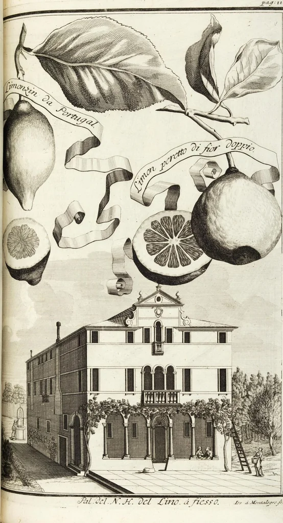 An illustration from Continvation der Nürnbergischen Hesperidvm, Oder: Fernere gründliche Beschreibung Der Edlen Citronat- Citronen- und Pomeranzen-Früchte: mit einem ausführlichen Bericht, wie solche am besten zu warten und zu erhalten seyn ; Worbei diejenigen Sorten, so theils zu Nürnberg gewachsen, theils von verschiedenen fremden Orten dahin gelanget, auf das accurateste in Kupffer gestochen und nachgezeichnet worden ; abermals in vier Theile eingetheilet, und mit gehörigen Anmerkungen erläutert, 1714, leaf 295