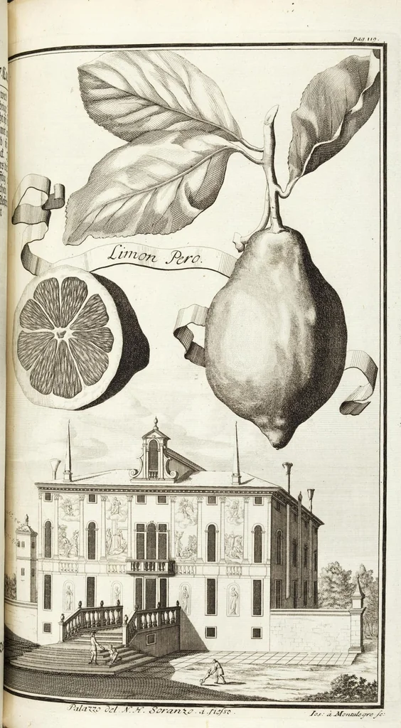 An illustration from Continvation der Nürnbergischen Hesperidvm, Oder: Fernere gründliche Beschreibung Der Edlen Citronat- Citronen- und Pomeranzen-Früchte: mit einem ausführlichen Bericht, wie solche am besten zu warten und zu erhalten seyn ; Worbei diejenigen Sorten, so theils zu Nürnberg gewachsen, theils von verschiedenen fremden Orten dahin gelanget, auf das accurateste in Kupffer gestochen und nachgezeichnet worden ; abermals in vier Theile eingetheilet, und mit gehörigen Anmerkungen erläutert, 1714, leaf 299