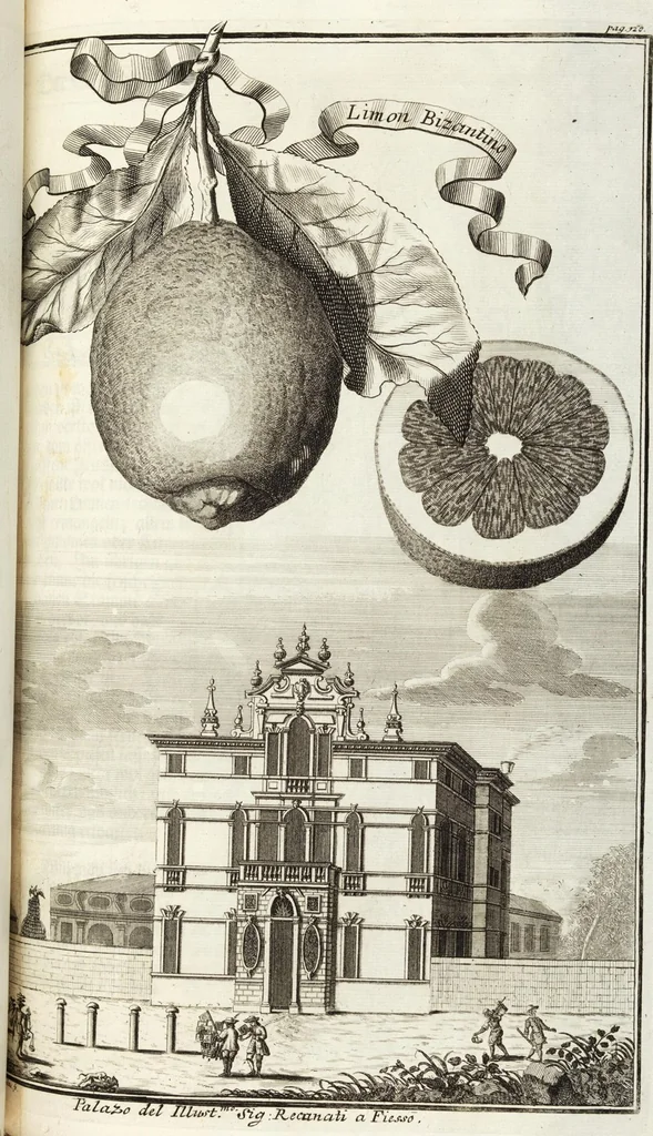 An illustration from Continvation der Nürnbergischen Hesperidvm, Oder: Fernere gründliche Beschreibung Der Edlen Citronat- Citronen- und Pomeranzen-Früchte: mit einem ausführlichen Bericht, wie solche am besten zu warten und zu erhalten seyn ; Worbei diejenigen Sorten, so theils zu Nürnberg gewachsen, theils von verschiedenen fremden Orten dahin gelanget, auf das accurateste in Kupffer gestochen und nachgezeichnet worden ; abermals in vier Theile eingetheilet, und mit gehörigen Anmerkungen erläutert, 1714, leaf 301