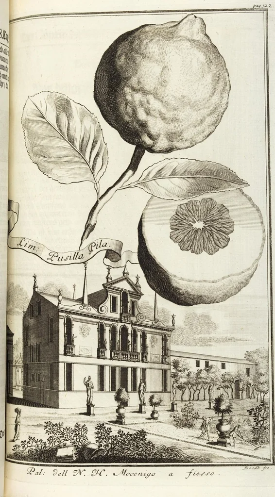 An illustration from Continvation der Nürnbergischen Hesperidvm, Oder: Fernere gründliche Beschreibung Der Edlen Citronat- Citronen- und Pomeranzen-Früchte: mit einem ausführlichen Bericht, wie solche am besten zu warten und zu erhalten seyn ; Worbei diejenigen Sorten, so theils zu Nürnberg gewachsen, theils von verschiedenen fremden Orten dahin gelanget, auf das accurateste in Kupffer gestochen und nachgezeichnet worden ; abermals in vier Theile eingetheilet, und mit gehörigen Anmerkungen erläutert, 1714, leaf 305