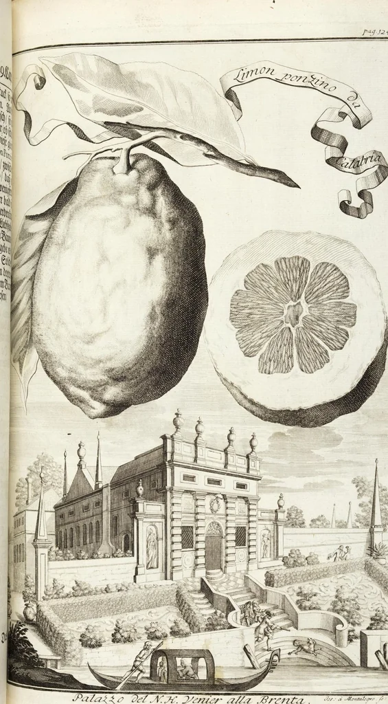An illustration from Continvation der Nürnbergischen Hesperidvm, Oder: Fernere gründliche Beschreibung Der Edlen Citronat- Citronen- und Pomeranzen-Früchte: mit einem ausführlichen Bericht, wie solche am besten zu warten und zu erhalten seyn ; Worbei diejenigen Sorten, so theils zu Nürnberg gewachsen, theils von verschiedenen fremden Orten dahin gelanget, auf das accurateste in Kupffer gestochen und nachgezeichnet worden ; abermals in vier Theile eingetheilet, und mit gehörigen Anmerkungen erläutert, 1714, leaf 309
