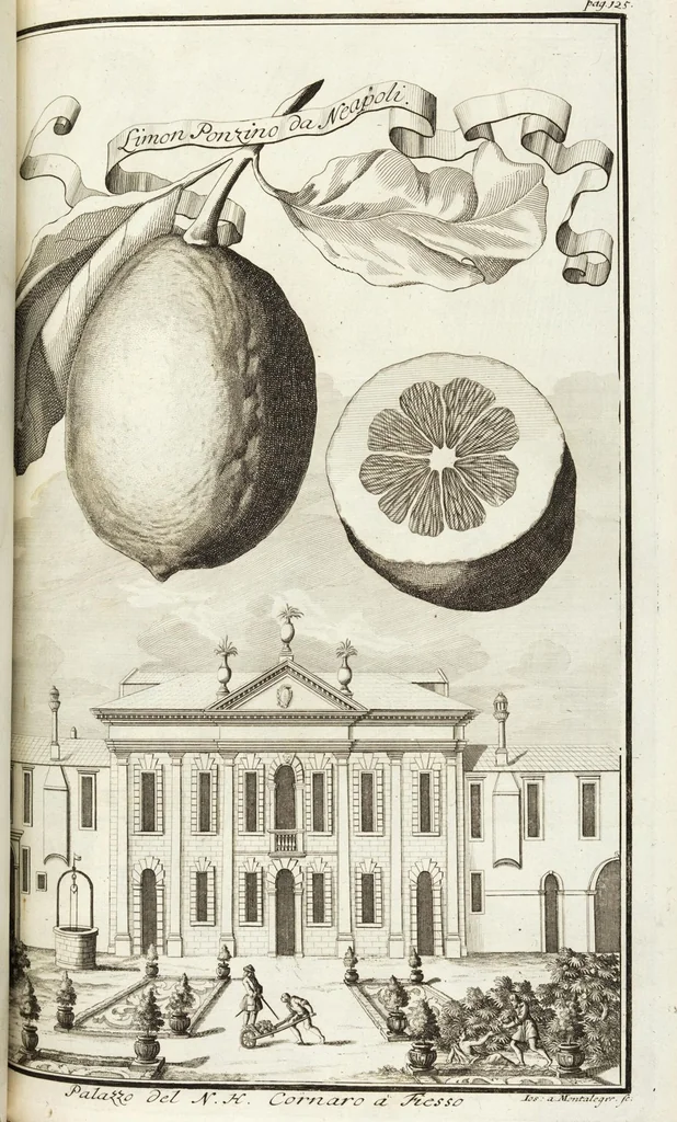 An illustration from Continvation der Nürnbergischen Hesperidvm, Oder: Fernere gründliche Beschreibung Der Edlen Citronat- Citronen- und Pomeranzen-Früchte: mit einem ausführlichen Bericht, wie solche am besten zu warten und zu erhalten seyn ; Worbei diejenigen Sorten, so theils zu Nürnberg gewachsen, theils von verschiedenen fremden Orten dahin gelanget, auf das accurateste in Kupffer gestochen und nachgezeichnet worden ; abermals in vier Theile eingetheilet, und mit gehörigen Anmerkungen erläutert, 1714, leaf 311