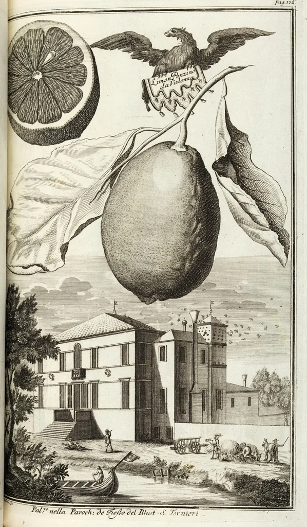 An illustration from Continvation der Nürnbergischen Hesperidvm, Oder: Fernere gründliche Beschreibung Der Edlen Citronat- Citronen- und Pomeranzen-Früchte: mit einem ausführlichen Bericht, wie solche am besten zu warten und zu erhalten seyn ; Worbei diejenigen Sorten, so theils zu Nürnberg gewachsen, theils von verschiedenen fremden Orten dahin gelanget, auf das accurateste in Kupffer gestochen und nachgezeichnet worden ; abermals in vier Theile eingetheilet, und mit gehörigen Anmerkungen erläutert, 1714, leaf 313