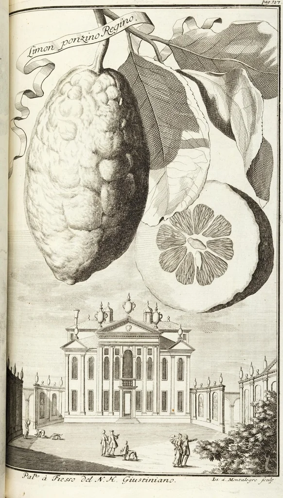 An illustration from Continvation der Nürnbergischen Hesperidvm, Oder: Fernere gründliche Beschreibung Der Edlen Citronat- Citronen- und Pomeranzen-Früchte: mit einem ausführlichen Bericht, wie solche am besten zu warten und zu erhalten seyn ; Worbei diejenigen Sorten, so theils zu Nürnberg gewachsen, theils von verschiedenen fremden Orten dahin gelanget, auf das accurateste in Kupffer gestochen und nachgezeichnet worden ; abermals in vier Theile eingetheilet, und mit gehörigen Anmerkungen erläutert, 1714, leaf 315
