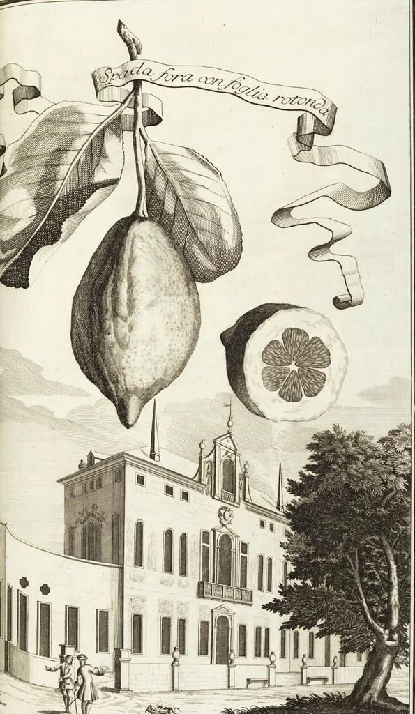 An illustration from Continvation der Nürnbergischen Hesperidvm, Oder: Fernere gründliche Beschreibung Der Edlen Citronat- Citronen- und Pomeranzen-Früchte: mit einem ausführlichen Bericht, wie solche am besten zu warten und zu erhalten seyn ; Worbei diejenigen Sorten, so theils zu Nürnberg gewachsen, theils von verschiedenen fremden Orten dahin gelanget, auf das accurateste in Kupffer gestochen und nachgezeichnet worden ; abermals in vier Theile eingetheilet, und mit gehörigen Anmerkungen erläutert, 1714, leaf 319