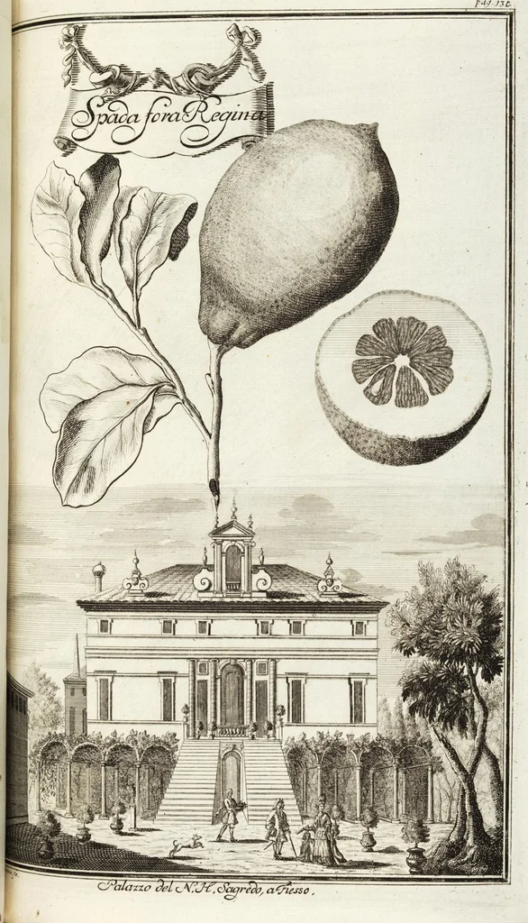 An illustration from Continvation der Nürnbergischen Hesperidvm, Oder: Fernere gründliche Beschreibung Der Edlen Citronat- Citronen- und Pomeranzen-Früchte: mit einem ausführlichen Bericht, wie solche am besten zu warten und zu erhalten seyn ; Worbei diejenigen Sorten, so theils zu Nürnberg gewachsen, theils von verschiedenen fremden Orten dahin gelanget, auf das accurateste in Kupffer gestochen und nachgezeichnet worden ; abermals in vier Theile eingetheilet, und mit gehörigen Anmerkungen erläutert, 1714, leaf 321
