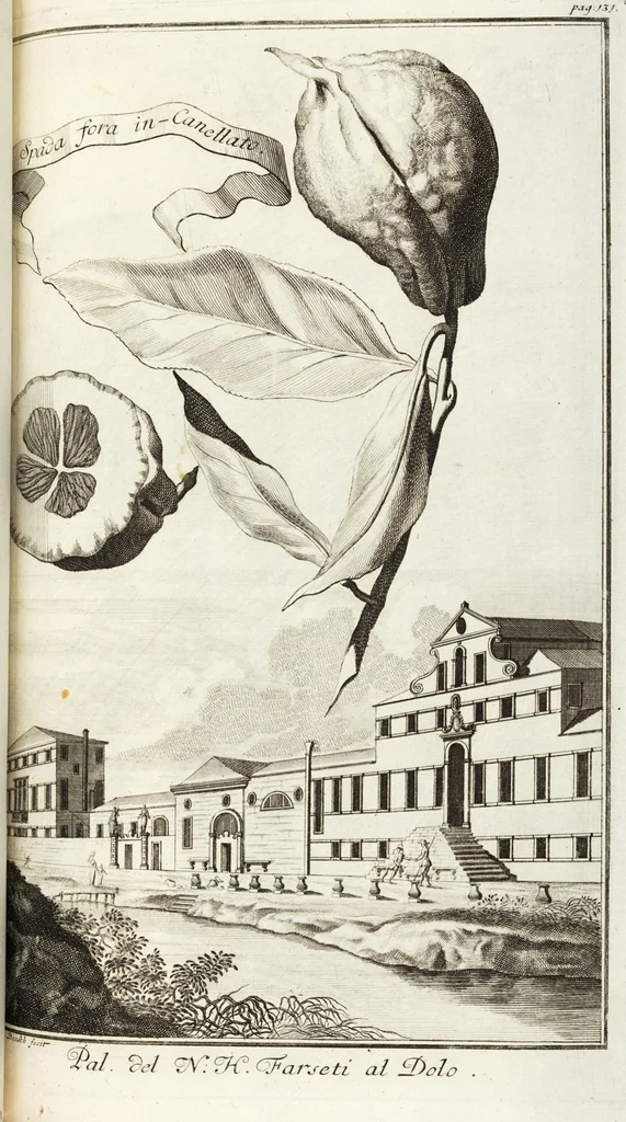 An illustration from Continvation der Nürnbergischen Hesperidvm, Oder: Fernere gründliche Beschreibung Der Edlen Citronat- Citronen- und Pomeranzen-Früchte: mit einem ausführlichen Bericht, wie solche am besten zu warten und zu erhalten seyn ; Worbei diejenigen Sorten, so theils zu Nürnberg gewachsen, theils von verschiedenen fremden Orten dahin gelanget, auf das accurateste in Kupffer gestochen und nachgezeichnet worden ; abermals in vier Theile eingetheilet, und mit gehörigen Anmerkungen erläutert, 1714, leaf 323